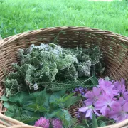 Balade botanique : Les bonnes \