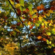 Balade contée d\'automne