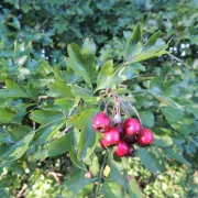 Balade-découverte aux Tours de Carbonnières :  fruits, graines et autres ressources des plantes sauvages