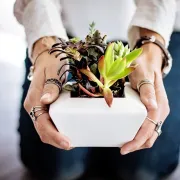 Balade découverte des plantes