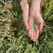 Balade et légendes autour des végétaux sauvages et comestible avec L. Dessimoulie et V. Grenier