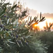 Balade familiale : Olivier, arbre millénaire