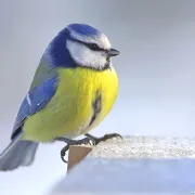 Balade : « Les animaux à l’approche de l’hiver »