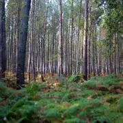 Balade littéraire - Sur le sable de la forêt landaise