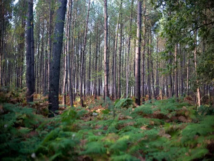 Balade littéraire - Sur le sable de la forêt landaise