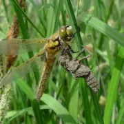 Balade Loire : Le secret des libellules