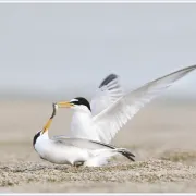 Balade Loire : Les oiseaux des bancs de sable