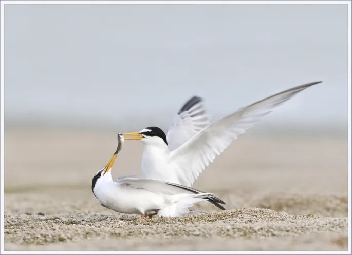 Balade Loire : Les oiseaux des bancs de sable