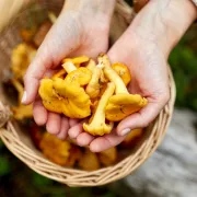 Balade nature : Les champignons des Alpilles