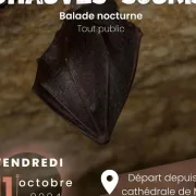 Balade Nocturne: à La Découverte Des Chauves-Souris