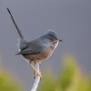 Balade ornithologique : Les passereaux hivernants dans les Alpilles