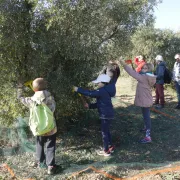 Balade récolte : Les olivades