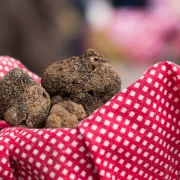 Balades commentées autour de la truffe