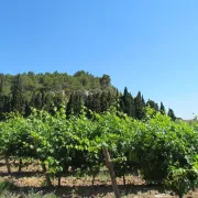 Balades Vigneronnes - Château Rouquette