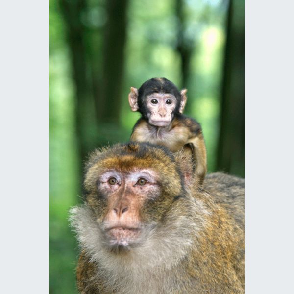 Montagne Des Singes à Kintzheim Alsace Tarif Horaires