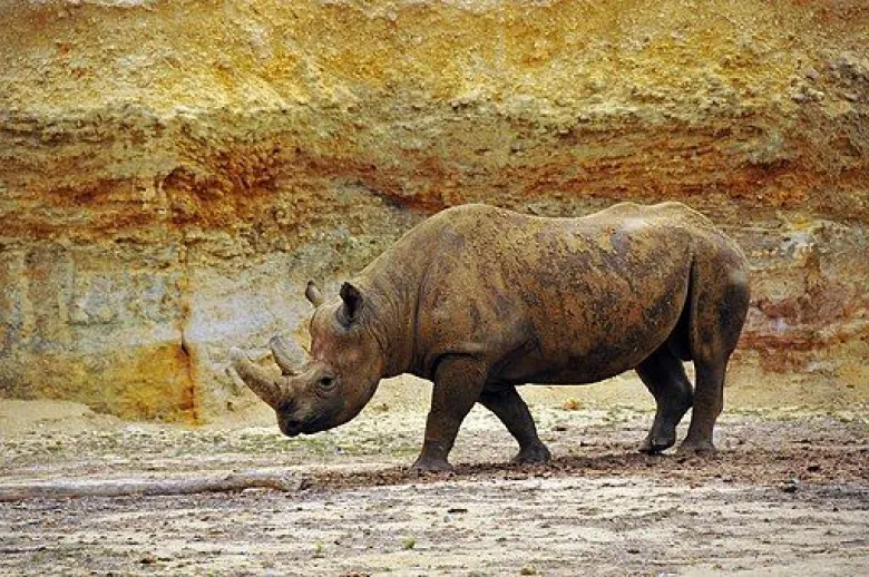 Rhinocéros noir du zoo de Doué-la-Fontaine