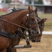 Championnat de France d\'attelage amateur