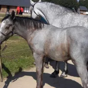 Championnat de France des Poneys Connemara