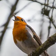 Chansons-soleil, pour un oiseau - Création - Les Modulations - GMEM