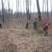 Chantier nature sur la laie des pots en forêt de Retz