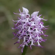 Chantiers : sauvez les orchidées sauvages !