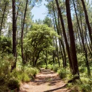 Chasse au trésor sensorielle sur les champignons ou les plantes en forêt d'Hargous