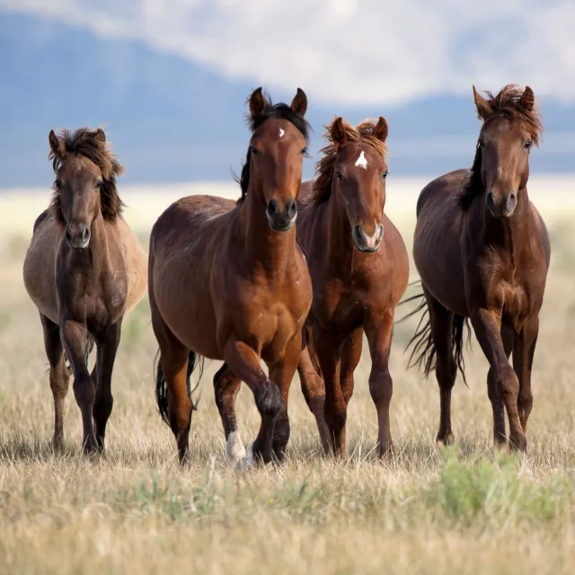 Cheval Passion