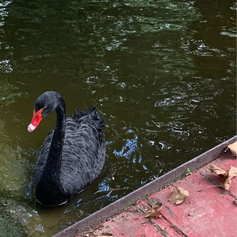 Le cygne noir vous fait coucou