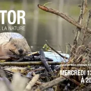 Ciné Rencontres Associées : Castor - Le Retour à La Nature