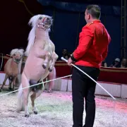 Cirque Zavatta à Figeac