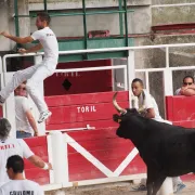 Club Taurin - Course Camarguaise