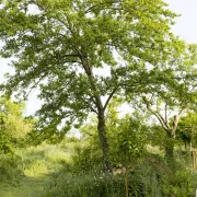 Concevoir son jardin-forêt