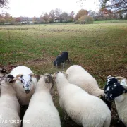 Concours de chiens de troupeau