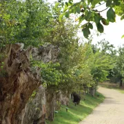 Concours «Trognes de trognes ! au Temple et dans le Perche »