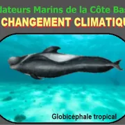 Conférence de l'Université du Temps Libre : Prédateurs marins de la côte basque : le changement climatique