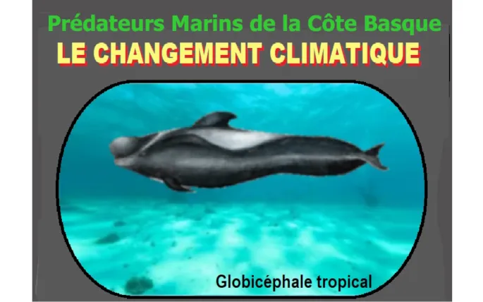 Conférence de l'Université du Temps Libre : Prédateurs marins de la côte basque : le changement climatique