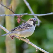 Conférence et exposition sur les oiseaux de nos parcs et jardins