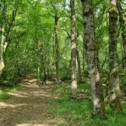 Conférence - Forêts d'ici et d'ailleurs, d'hier et de demain