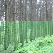 Conférence - La Forêt Française Face Au Dérèglement Climatique : Exemple Meusien