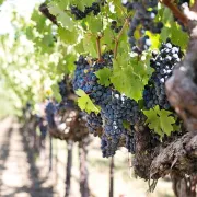 Conférence - La Vigne En Meuse