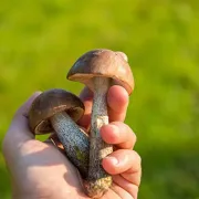 Conférence : les champignons