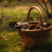 Conférence : Les champignons