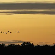 Conférence Les Grues cendrées en Brenne