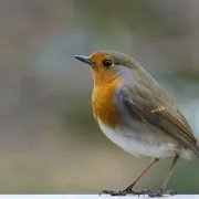 Conférence : Les oiseaux et les insectes de nos jardins