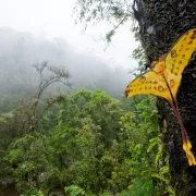 Conférence : Madagascar, La Forêt De Nos Lointains Cousins