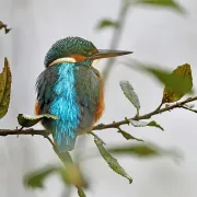 Conférence - Oiseaux & Zones Humides