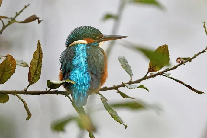 Conférence - Oiseaux & Zones Humides