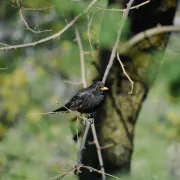 Conférence Sur La Biodiversité