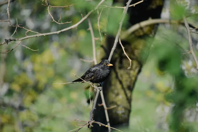 Conférence Sur La Biodiversité