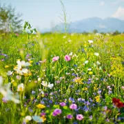 Conférence sur la biodiversité